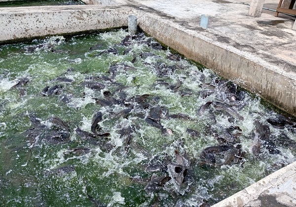 Aquaculture